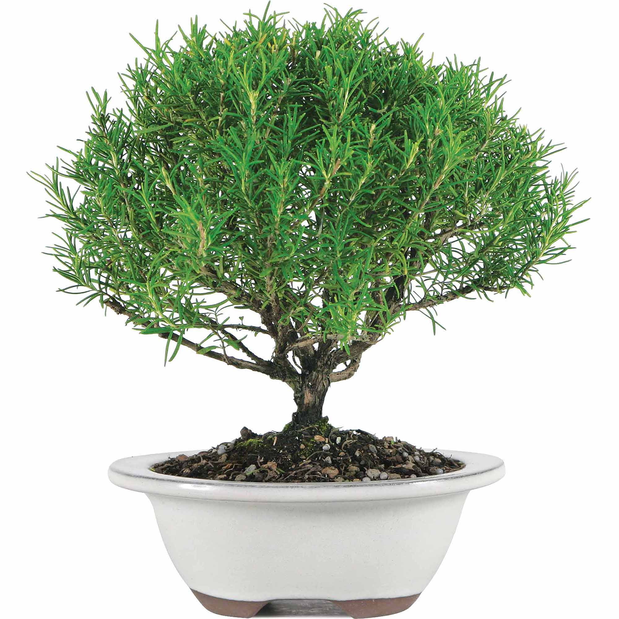 Brussel's Rosemary Bonsai Medium (Outdoor) by Brussel's Bonsai