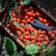 thumbnail image 7 of Back to the Roots Organic Tomato 'Red Cherry', 1 Seed packet, 7 of 7