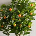 thumbnail image 2 of Vickerman 48" Artificial Green and Orange Real Touch Orange Tree., 2 of 4