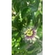 30+ Jardin de Fleurs de la Passion Rare Passiflora Incarnata Plantes en Pot – image 2 sur 3