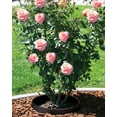 thumbnail image 2 of 3 Ea ~ 16 in, 20 in & 24 in Planting Rings. Round Edging, Deep Watering Trees, Roses & Plants, Black, 2 of 6