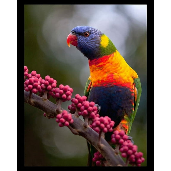 Lorikeet Painting - CANVAS OR FINE PRINT WALL ART