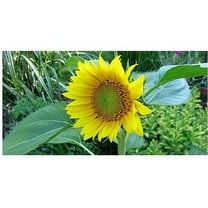 Trademark Art "Sunflower" Canvas Art by Kathie McCurdy