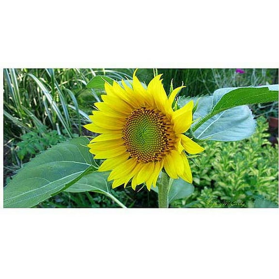 Trademark Art "Sunflower" Canvas Art by Kathie McCurdy