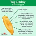 thumbnail image 2 of Burpee Big Daddy Sweet Pepper Seeds 40 seeds, 2 of 3