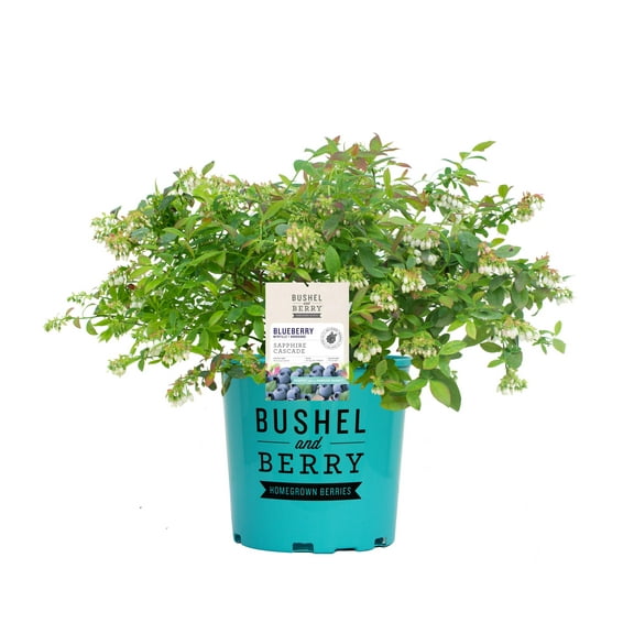 Bushel and Berry 24 in White Shades Sapphire Cascade Blueberry Live Plant, Multicolored Foliage