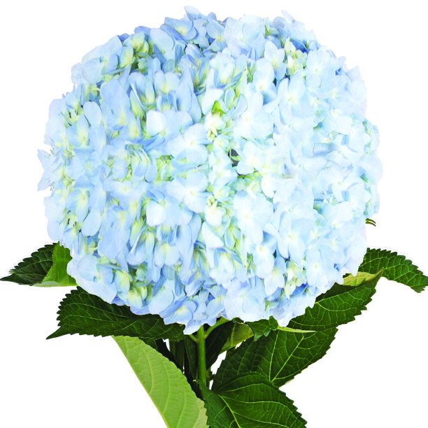 Blue Jumbo Hydrangeas Fresh Cut 12 Stems