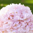 thumbnail image 3 of Enova Home Artificial Silk Hydrangea Faux Flowers Arrangement in Round Tapered Ceramic Pot for Home Office Wedding Decoration (Pink), 3 of 4