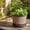 Brown1, variant on Winter Poetry Upgrade Wood-Effect Plastic Flower Pot, Lightweight Breathable Gardening Planter, Decorative Plant Container with Tray, 8.85x6.10in
