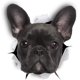 thumbnail image 1 of Pegatinas de pared de perro 3D - Paquete de 2 - Pegatinas decorativas divertidas - Calcomanías de perro bulldog francés negro para, 1 of 4