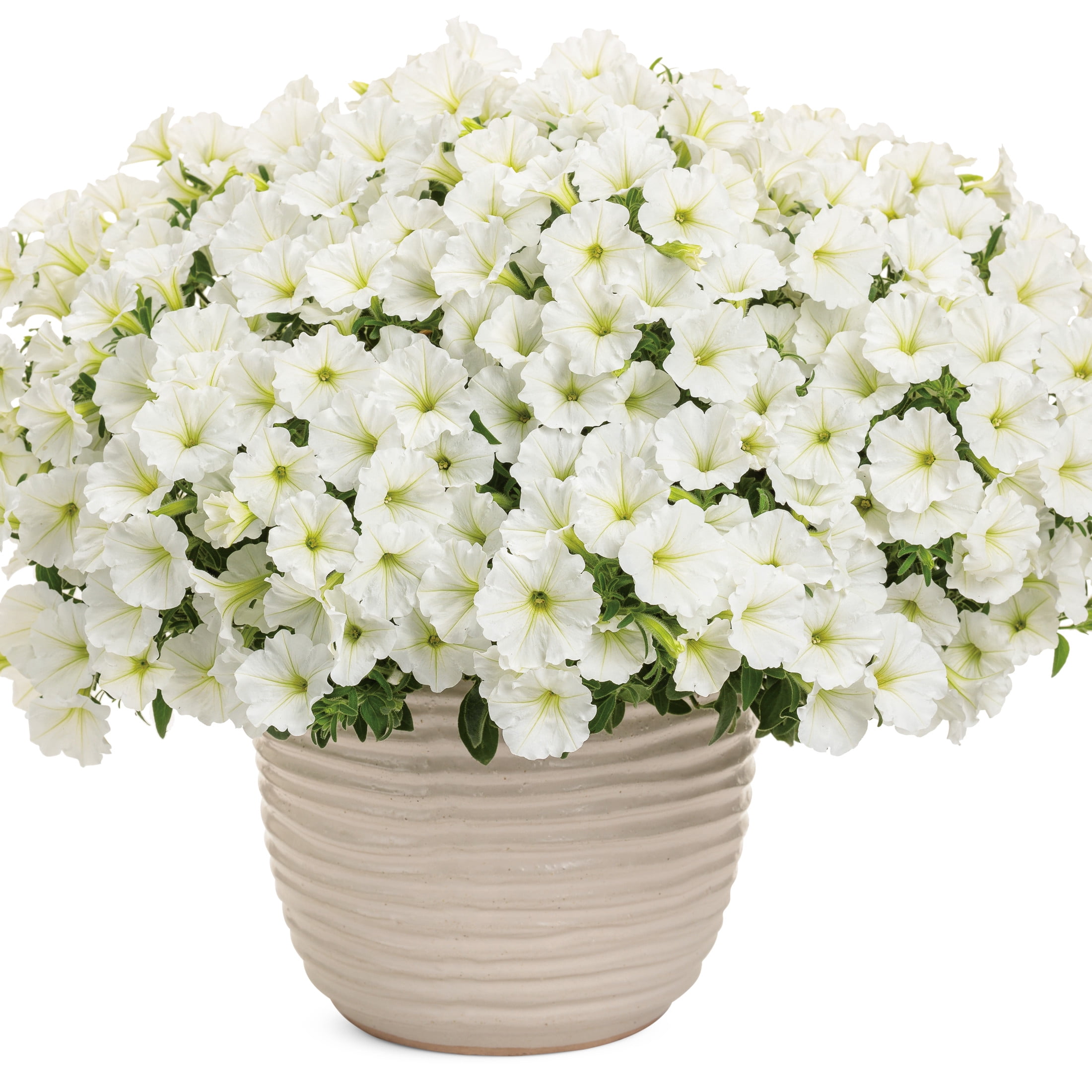 Proven Winners 4" White Supertunia Vista Snowdrift Petunia Live Plant in 4.25" Pot (4 Count)