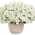 thumbnail image 5 of Proven Winners 8" White Supertunia Vista Snowdrift Petunia Live Plant in 6.5" Pot, 5 of 8