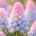 thumbnail image 2 of Cotton Candy Grape Muscari Bulbs for Forcing Indoors - Easy to Grow - Grow in Dirt Indoors or Plant Outdoors (5 Bulbs), 2 of 7
