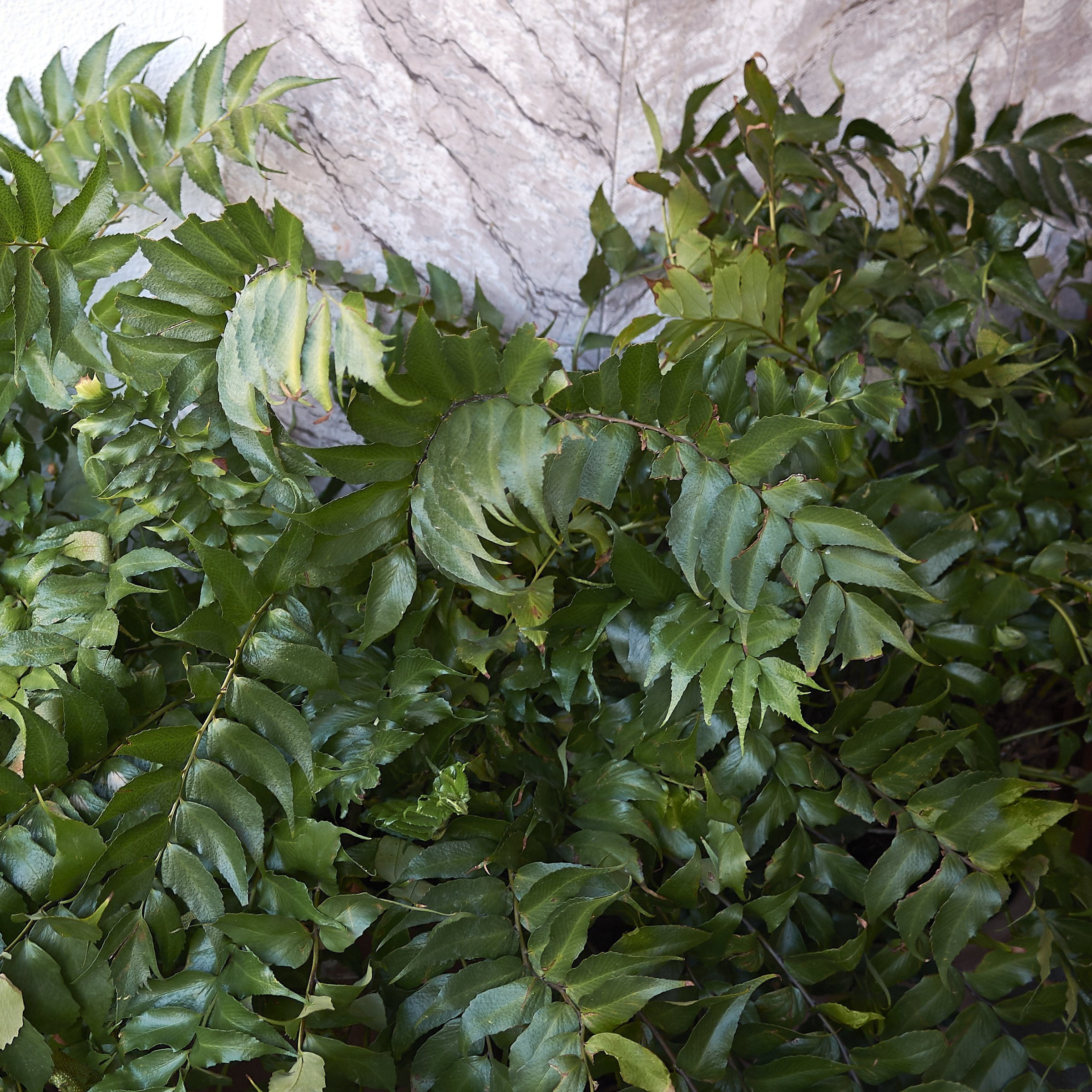 National Plant Network 1 gal. Holly Fern