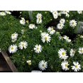 thumbnail image 1 of 200 Graines de Fleurs de Dachyscome Ibéridifolia de Rivière Cygne Blanc, 1 of 3