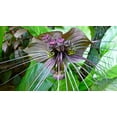 thumbnail image 3 of Rare Black Bat Plant -Tacca chanterii - Exotic Houseplant - 4" Pot, 3 of 4