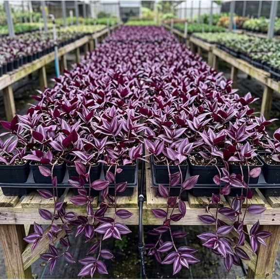2 Purple Wandering Jew Live Plants Tradescantia Vibrant Foliage Indoor Houseplant Air Purifying Plant 4"Pot, No Ship CA
