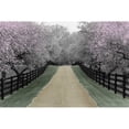 thumbnail image 3 of Nagler, Monte 18x13 Black Modern Framed Museum Art Print Titled - Apple Blossom Lane, 3 of 5