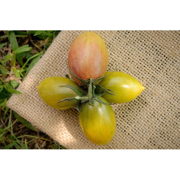 Green Tiger Blush Striped Small Plum Heirloom Tomato Premium Seeds Packet