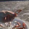 thumbnail image 7 of Toadfish Crab Leg Cracker Tool - Seafood Shell Cracking Tool - Stainless Steel Serrated Cutter - Ergonomic Non-Slip Grip - Built-In Bottle Opener Outfitters, 7 of 7