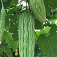 thumbnail image 1 of Gourd Seeds - Joy Green - Hybrid - 4 Oz ~560 Seeds - Non-GMO, F1 Hybrid - Asian Garden Vegetable, 1 of 1
