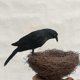 thumbnail image 5 of Artificial Raven & Magpie Birds Decor for Outdoor Garden & Home Decoration, 5 of 5