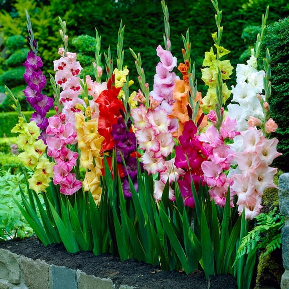 Garden State Bulb Rainbow Mix Gladiolus Flower Bulbs, Spring Planting (Bag of 25)