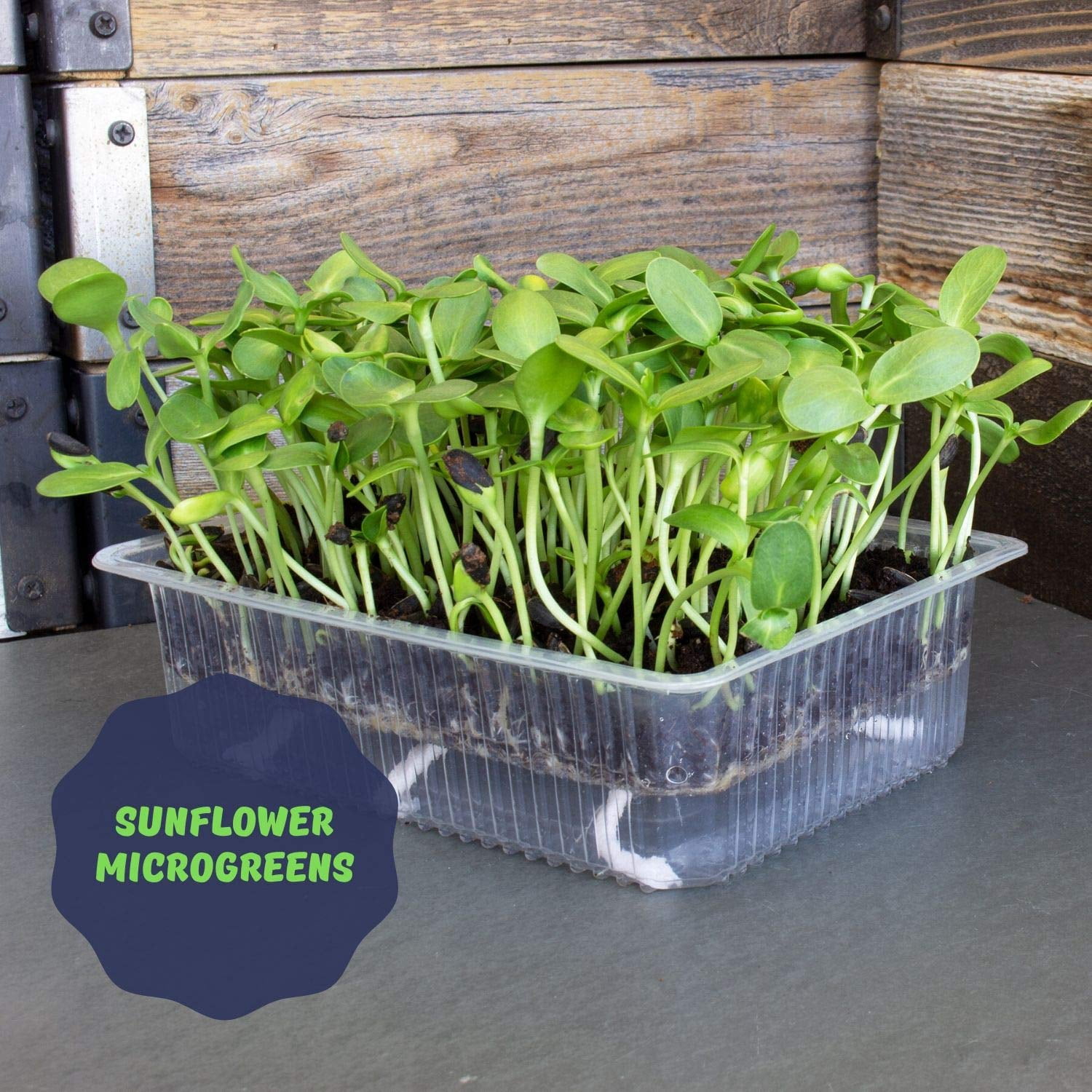 Self Watering Microgreens Kit - Soil Based - Grow Micro Greens In Soil - Easy Growing - Fun to Eat - Grow Sunflower, Speckled Pea, Rainbow Swiss Chard & Cilantro