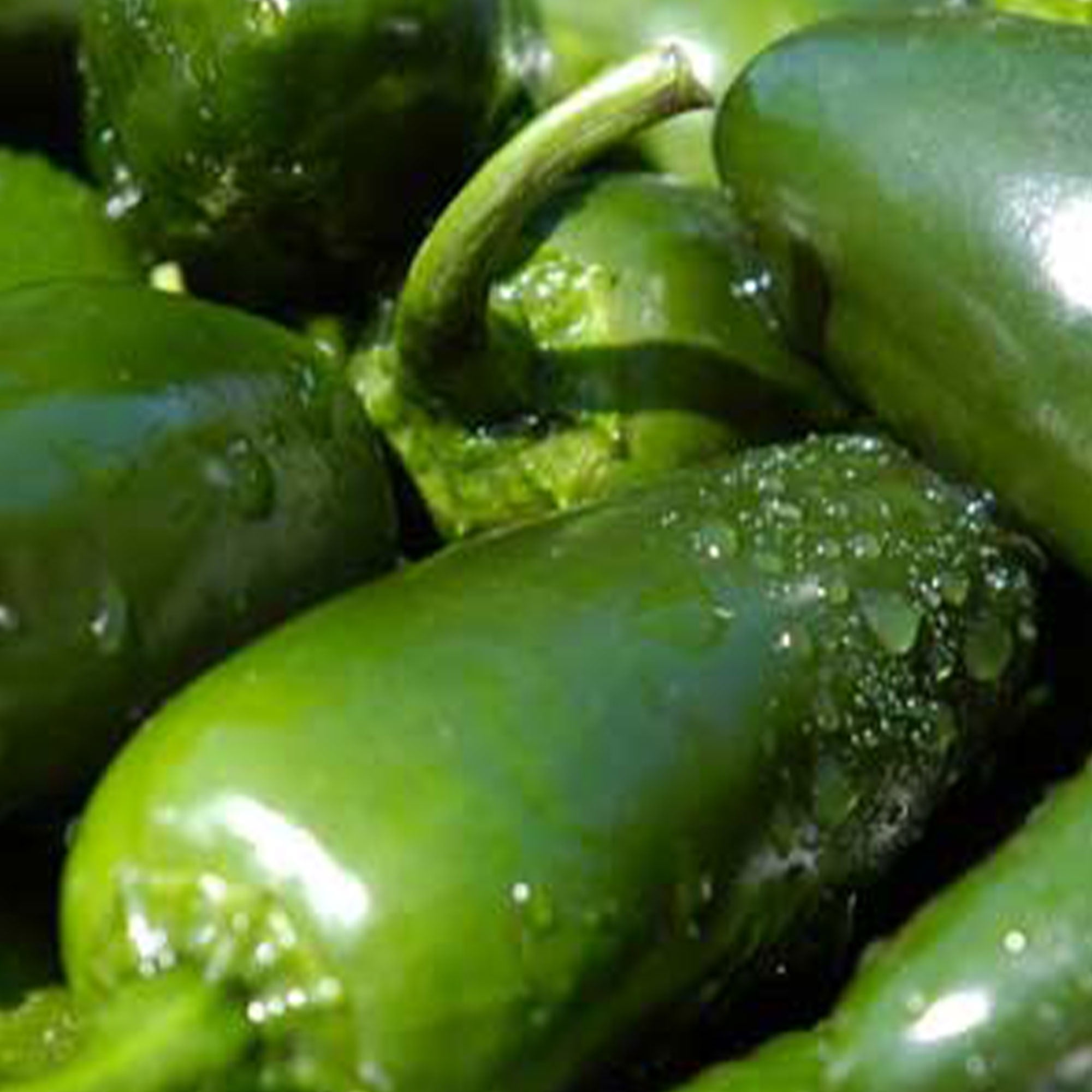 Jalapeno Tam Pepper Seed 250 mg 30 Seeds Heirloom, Open Pollinated