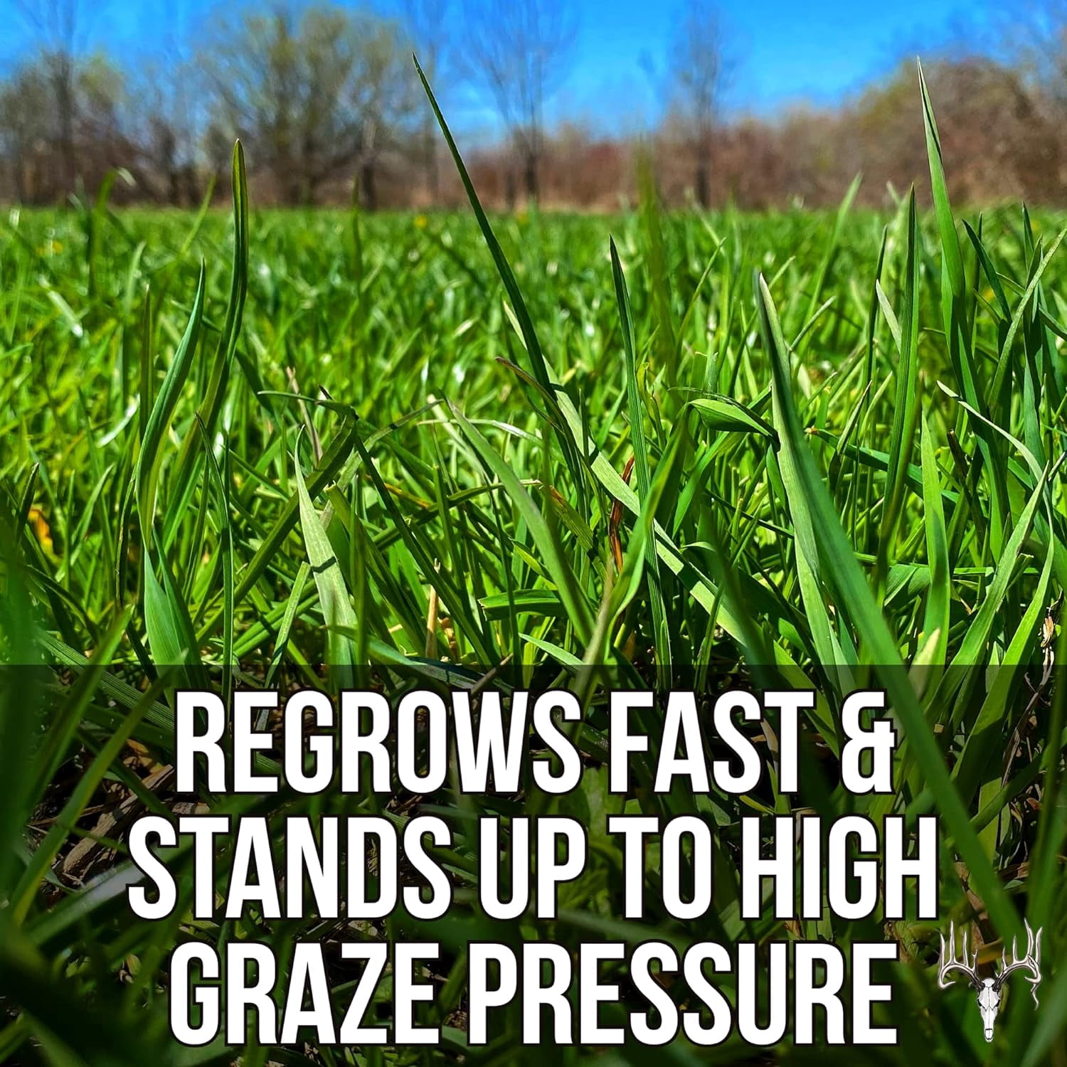 Crooked Bend Memas Moo Mix, 50LB Bulk, Farm Pasture Seed Blend for Horse, Cattle, Pig, Goat, Chicken, Duck, Sheep & Livestock, Grow Alfalfa & Perennial Grasses Fields, Graze & Cold Tolerant