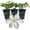 3 Plants, variant on Clematis John Huxtable - Live Starter Plant in a 2 Inch Growers Pot - Starter Plants Ready for The Garden - Rare Clematis for Collectors