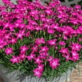 Expert Gardener 2QT Dianthus Kahori Live Plant Grower Pot Full Sun