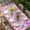 pink, variant on Watercolor Floral Table Cloths for 4 Foot Rectangle Tables, Retro Botanical Flowers Leaves Spring Beige Patio Waterproof Elastic Fitted Tablecloths, Washable Rectangular Table Cover for Camping