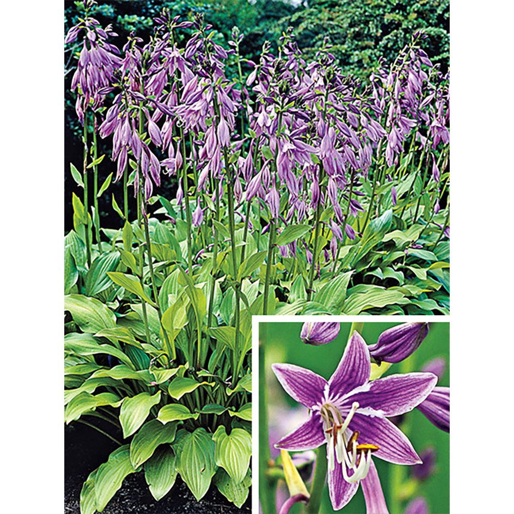 Purple Sensation Hosta Attractive Purple Flower Clusters 4" Pot