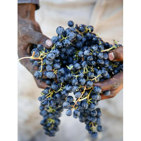 Harvest Worker Holding Malbec Wine Grapes, Mendoza, Argentina, South America Print Wall Art By Yadid
