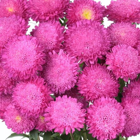 50 Pink Aster Flower Seeds