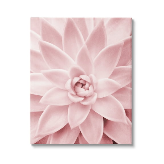 Stupell Industries Pastel Pink Succulent Botanical & Floral Photography Gallery Wrapped Canvas Print Wall Art, 16 x 20