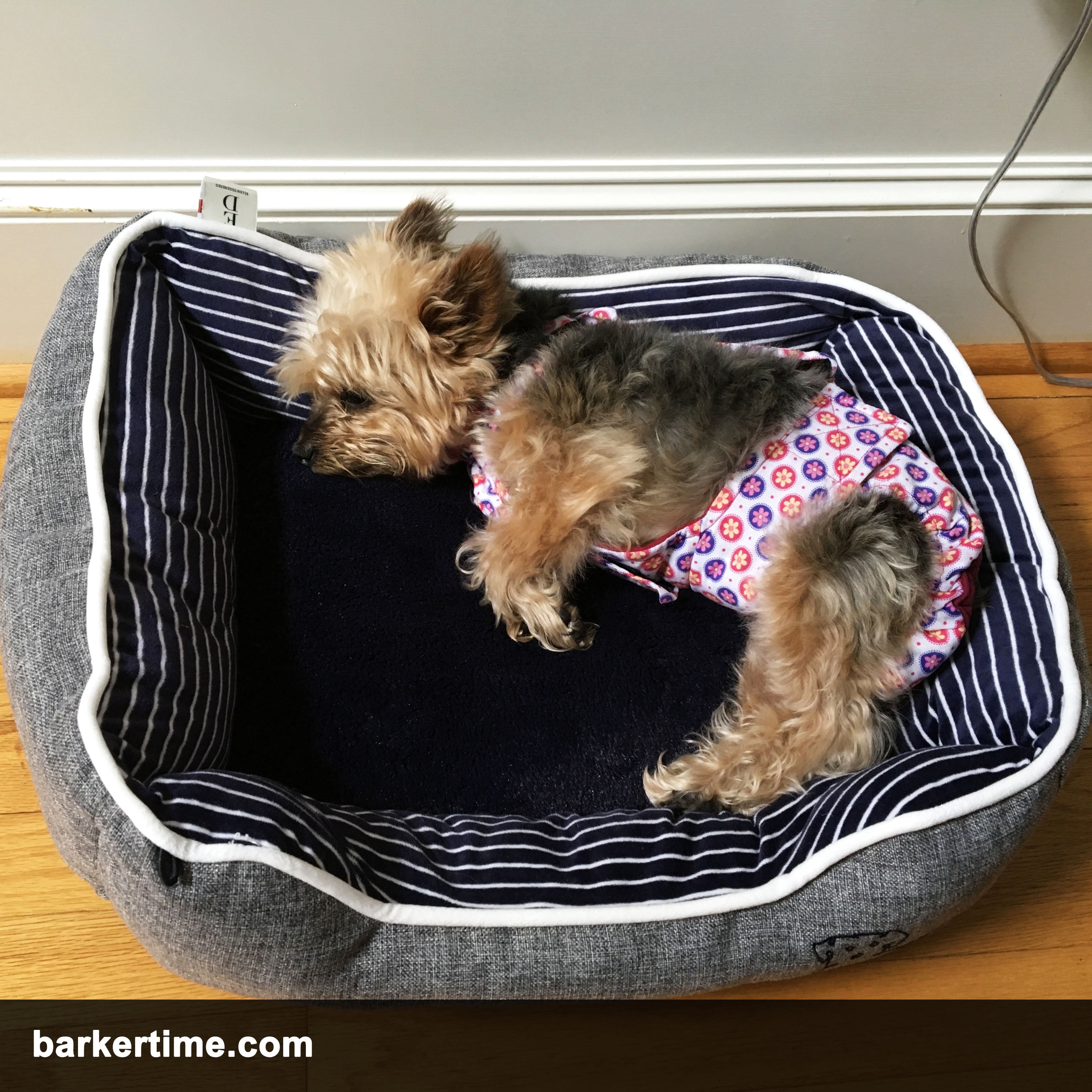 Barkertime Cherry Blossom on Blue Dog Diaper Overall