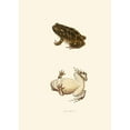 thumbnail image 2 of John Edwards Holbrook 11x14 Black Ornate Wood Framed Double Matted Museum Art Print Titled: Bufo Relative (1842), 2 of 5