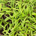 thumbnail image 5 of Dill Microgreens Seeds - 1 Lb ~400,000 Seeds - Non-GMO Seeds for Growing Micro Greens - Premium, High Germination Rate Seeds - Anethum graveolens, 5 of 6