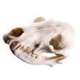thumbnail image 1 of keepw Brand New Animal Skull Ornament Craftsmanship Unique Environmentally, 1 of 6