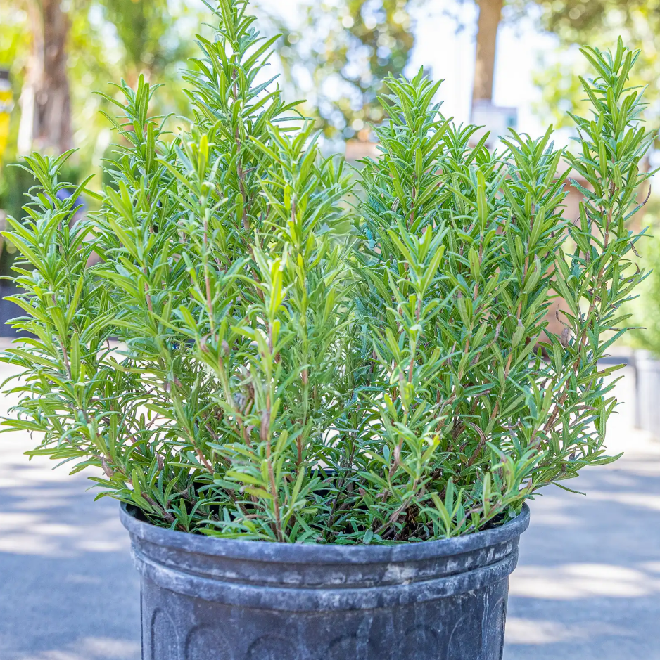 Set of 2 ARP Rosemary Live Plants 4-7 Inch Tall, Fragrant Culinary Herb Plants for Indoor Herb Garden & Outdoor Planting