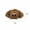 Brown Small, variant on Giant Jumping Spider Plush Toy 7/16in Soft Stuffed Animal Doll, Cute Horror Animal Decor for Kids Bedroom Halloween Gift