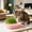 Pink, variant on Cat Grass Planter, Hydroponic Catnip Growing Kit, Whale Shaped Indoor Cat Wheatgrass Planter, Soilless Planting Pot, Cute Cat Gift, Blue/Gray/Pink
