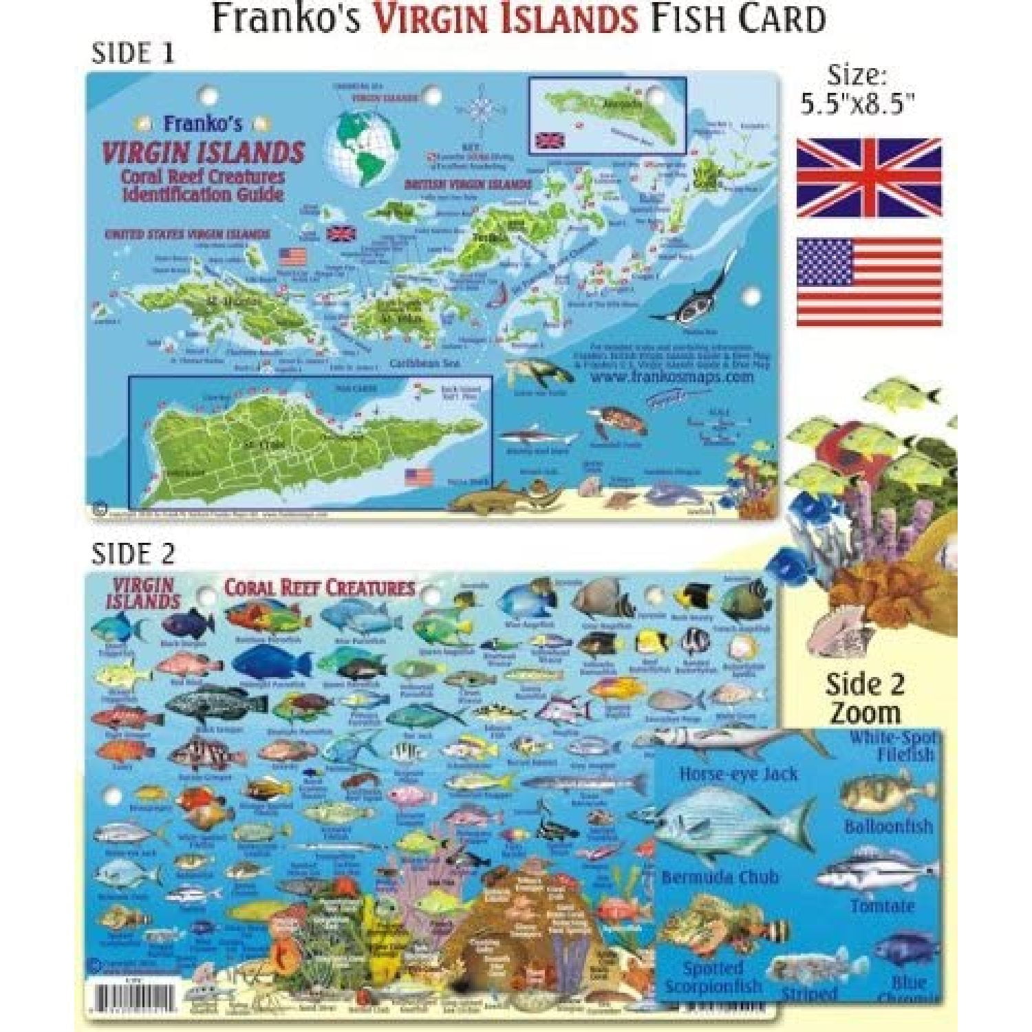 Virgin Islands Fish ID for Scuba Divers and Snorkelers, Detailed images