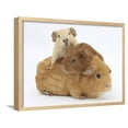 thumbnail image 4 of Mother Guinea Pig with Two Babies Riding on Her Back, Animals Figurative Framed Art Print Wall Art by Mark Taylor Sold by Art.Com, 4 of 5