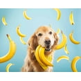 thumbnail image 2 of Bern's Farm Freeze-Dried Duck Dog & Cat Treats with Strawberry & Banana, 2 Oz, 2 of 9