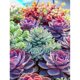 thumbnail image 1 of Kits de pintura de diamantes 5D DIY mosaico de plantas de flores de taladro redondo completo (E1602) Sywqhk Decoración hogareña, 1 of 9