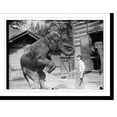 thumbnail image 2 of Historic Framed Print, Hattie and Snyder, Central Park. Profile views of both Snyder and the elephant., 17-7/8" x 21-7/8", 2 of 9