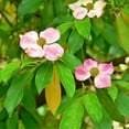 thumbnail image 3 of Expert Gardener 3-4 ft tall Pink Flowering Dogwood Live Tree in 7-Gallon Grower Pot, 3 of 6